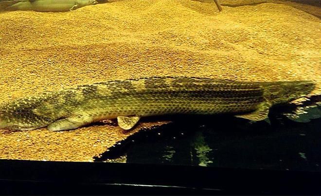 恐龍王魚幼魚專用飼料選擇：恐龍王魚幼魚專用飼料的保存方法如何自制恐龍王魚幼魚飼料