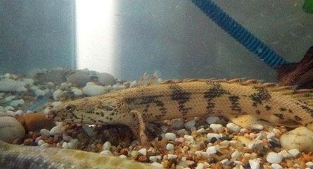 恐龍王魚幼魚專用飼料選擇：恐龍王魚幼魚專用飼料的保存方法如何自制恐龍王魚幼魚飼料