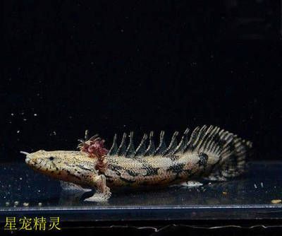 恐龍王魚幼魚專用飼料選擇：恐龍王魚幼魚專用飼料的保存方法如何自制恐龍王魚幼魚飼料