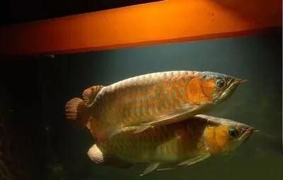 龍魚沒人的時候在缸底,有人就浮起來（龍魚在無人時趴缸有人時浮起的行為可能由多種因素引起） 龍魚沒人的時候在缸底,有人就浮起來（龍魚在無人時趴缸有人時浮起的行為可能由多種因素引起） 龍魚百科 第3張