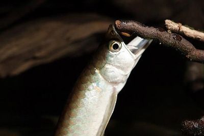 怎么培養龍魚搶食兇猛：培養龍魚搶食兇猛的方法