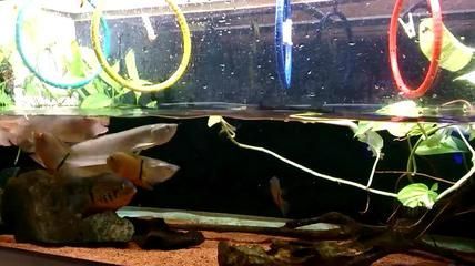 怎么培養龍魚搶食兇猛：培養龍魚搶食兇猛的方法