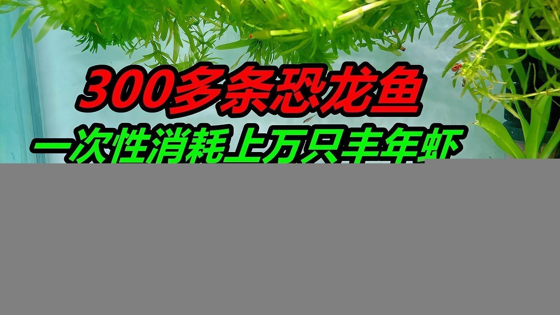 養六角恐龍魚注意事項有哪些