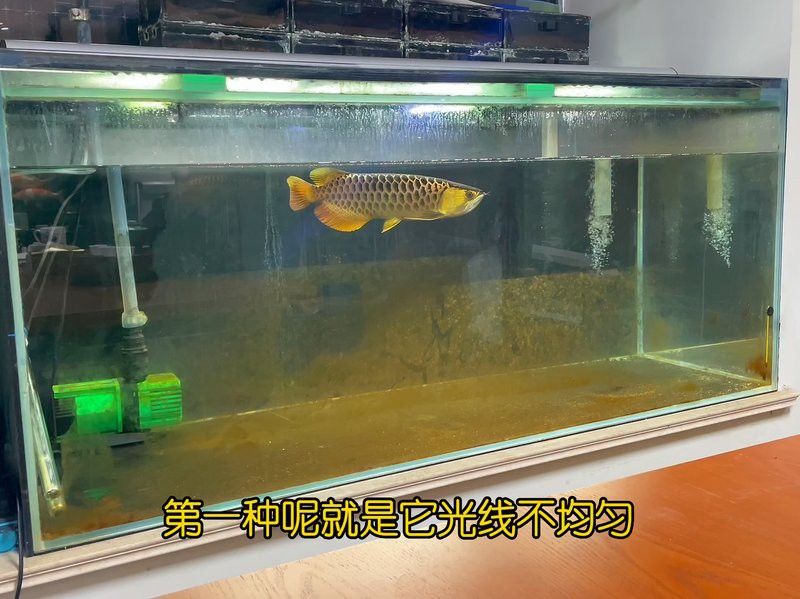 金龍魚魚缸燈如何擺放