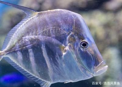 紅龍魚苗喂什么好養：紅龍魚苗喂養方法 紅龍魚苗喂什么好養：紅龍魚苗喂養方法 龍魚百科 第3張