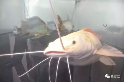 紅龍魚苗喂什么好養：紅龍魚苗喂養方法 紅龍魚苗喂什么好養：紅龍魚苗喂養方法 龍魚百科 第2張
