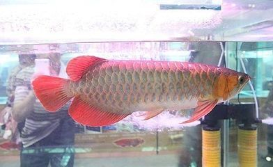 海水金龍魚價格(海水金龍魚價格一般是多少) 龍魚百科 第1張 海水金龍魚價格(海水金龍魚價格一般是多少) 海水金龍魚價格(海水金龍魚價格一般是多少) 龍魚百科 第1張
