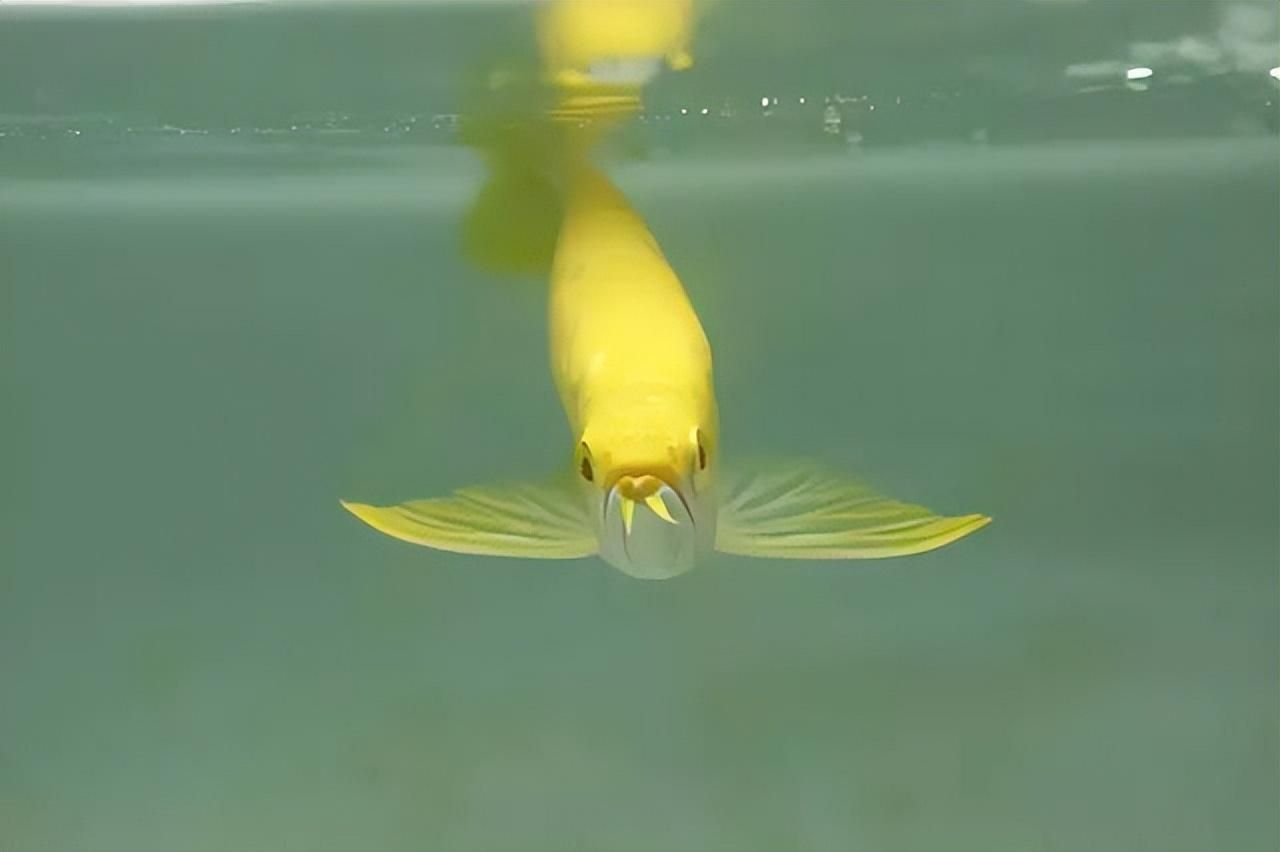 河邊抓回來的小魚凍多久才能給龍魚吃。（河邊抓回來的小魚凍多久喂給龍魚合適）