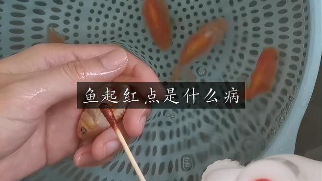 金龍魚身上有個紅點是什么情況啊