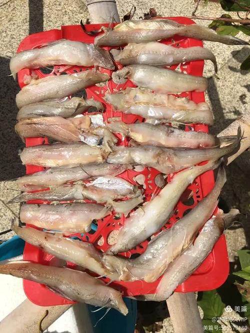 東海小龍魚圖片高清