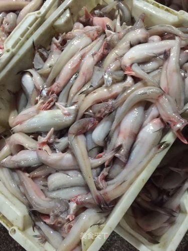 東海小龍魚圖片高清