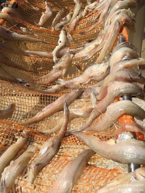 東海小龍魚圖片高清
