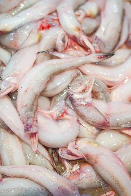 東海小龍魚圖片高清