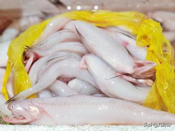 東海小龍魚圖片高清
