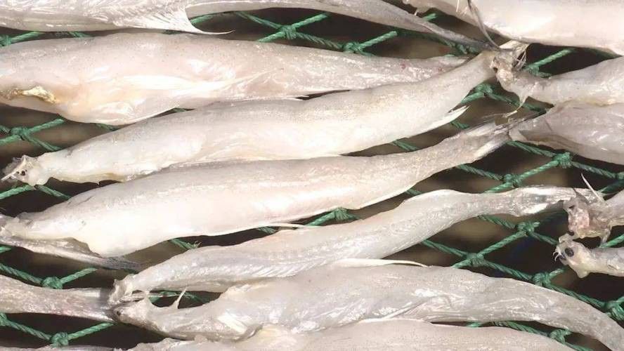 東海小龍魚圖片高清