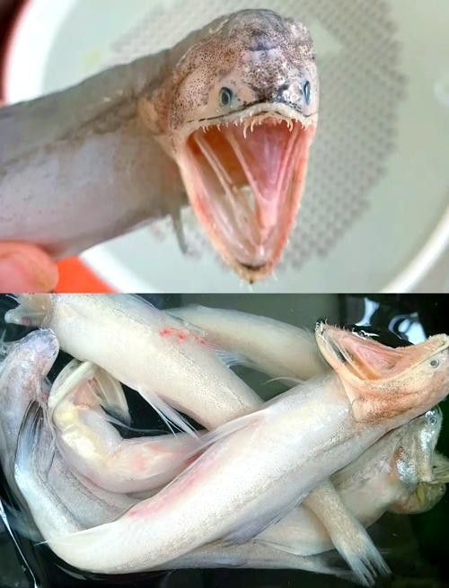 東海小龍魚圖片高清