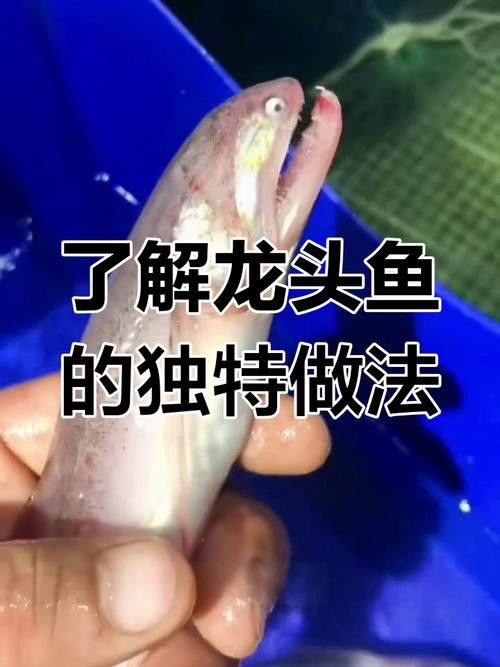 東海小龍魚圖片高清