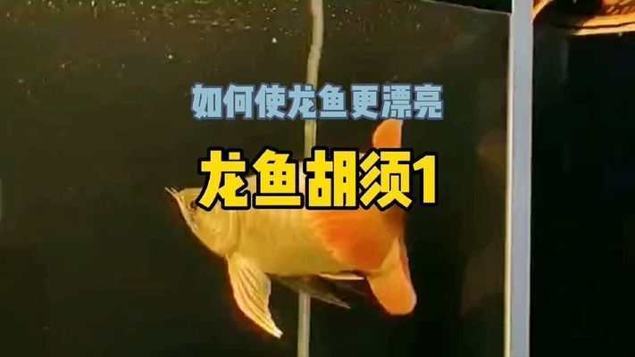 龍魚胡子斷了：如何處理龍魚胡子斷裂的問題