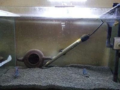 沒過水龍魚浮頭（龍魚為什么會浮頭）