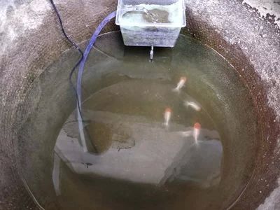沒過水龍魚浮頭（龍魚為什么會浮頭）