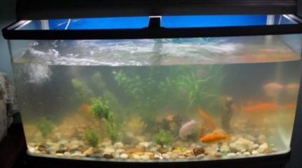 龍魚身上有白色棉絮是什么原因：龍魚身上出現白色棉絮狀物可能是由多種原因引起的
