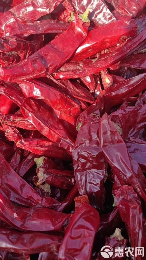 給我一些紅龍魚品相圖