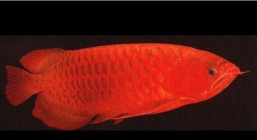 給我一些紅龍魚品相圖