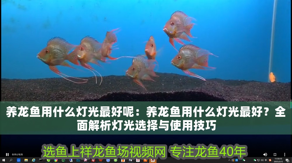 養龍魚用什么燈光最好呢:養龍魚用什么燈光最好?全面解析燈光選擇與使用技巧