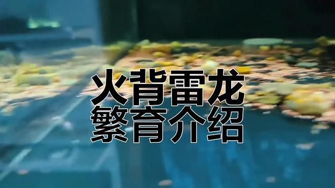 人工繁殖巴卡雷龍魚視頻大全