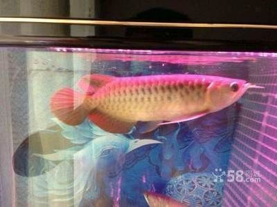 龍魚在哪買便宜點的：廣州龍虎匯龍魚價格查詢 龍魚在哪買便宜點的：廣州龍虎匯龍魚價格查詢 龍魚百科 第2張