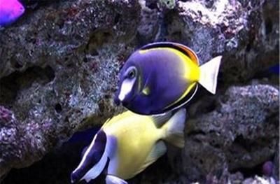 龍魚能耐多少低溫：龍魚對水溫的要求有哪些？