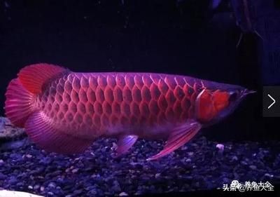 金龍魚銀龍魚多少錢：金龍魚和銀龍魚市場價格波動原因分析金龍魚和銀龍魚的價格