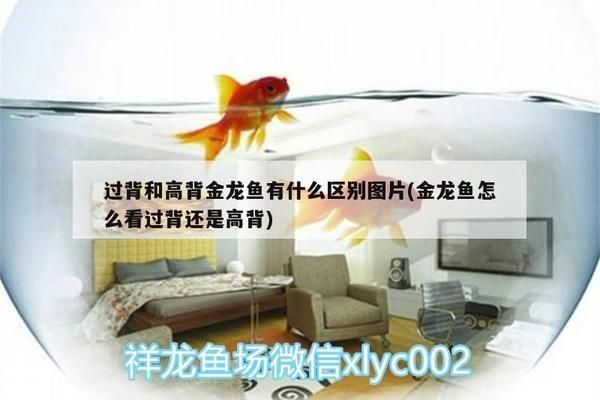 三間魚繁殖期光照管理策略：三間魚繁殖期光照對水質影響，三間魚繁殖期光照管理案例