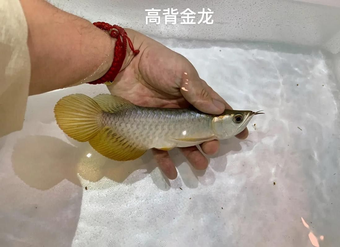 銀龍魚過背和高背區別圖片大全圖解