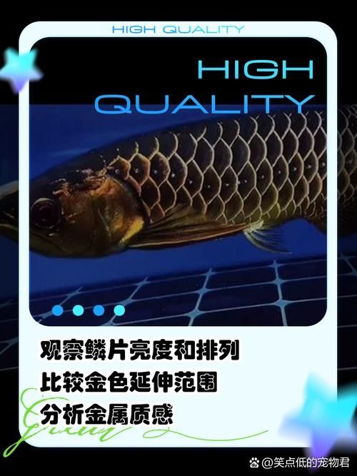 銀龍魚過背和高背區別圖片大全圖解