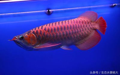 新加坡紅龍魚(yú)能長(zhǎng)多大：新加坡紅龍魚(yú)的價(jià)格和寓意