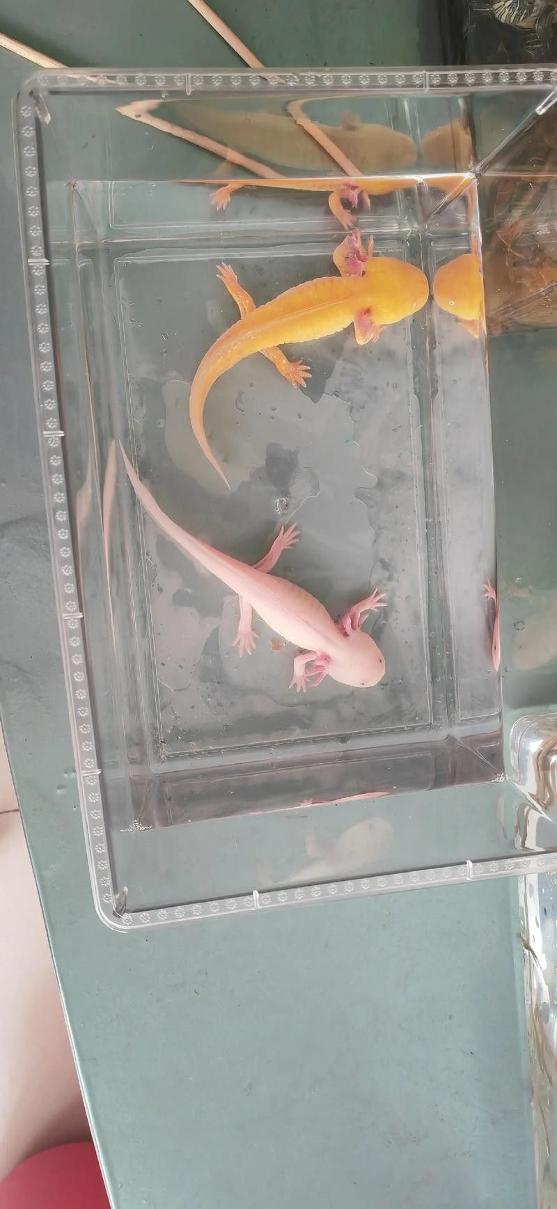 六角恐龍魚怎么飼養(yǎng)的圖片