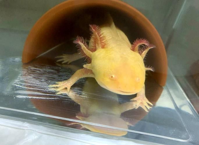 六角恐龍魚怎么飼養(yǎng)的圖片