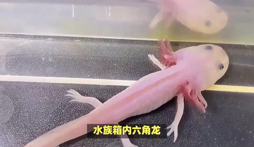 六角恐龍魚怎么飼養(yǎng)的圖片