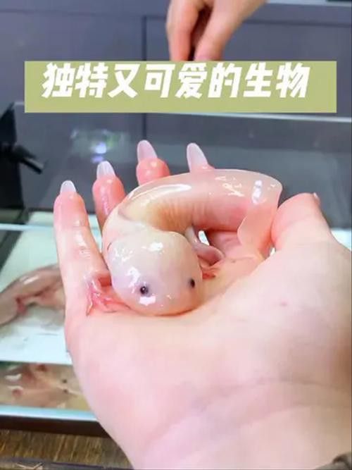 六角恐龍魚怎么飼養(yǎng)的圖片
