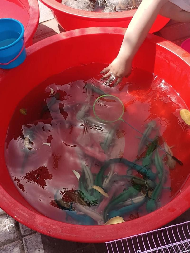 六角恐龍魚怎么飼養(yǎng)的圖片