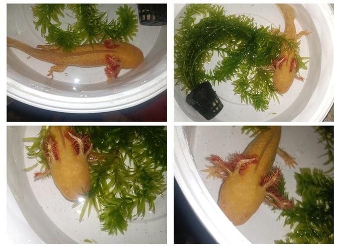 六角恐龍魚怎么飼養(yǎng)的圖片