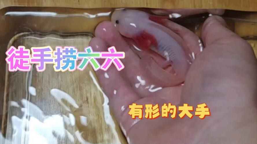 六角恐龍魚怎么飼養(yǎng)的圖片