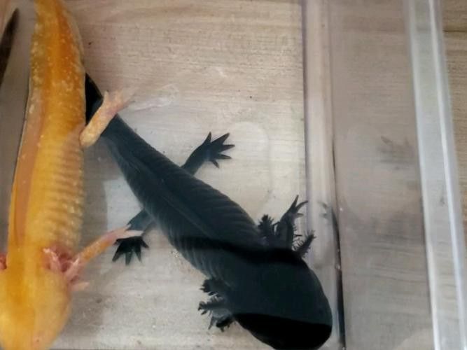 六角恐龍魚怎么飼養(yǎng)的圖片