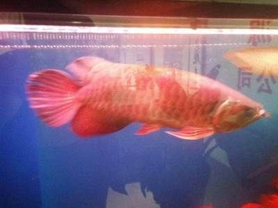 紅龍魚和金龍魚在體型、產地、顏色、飼養條件來決定：紅龍魚和金龍魚哪個大