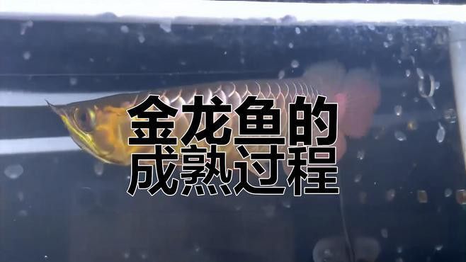 如何區(qū)分真假24K龍魚？ 如何區(qū)分真假24K龍魚？ 龍魚百科 第12張