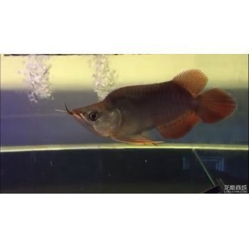 龍魚(yú)和清道夫可以一起養(yǎng)嗎，龍魚(yú)和清道夫可以一起養(yǎng)嗎？