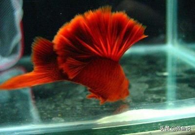 30種常見(jiàn)小型熱帶觀賞魚(yú)類(lèi):30種常見(jiàn)小型熱帶觀賞魚(yú)類(lèi):30種常見(jiàn)小型熱帶觀賞魚(yú) 龍魚(yú)百科 第1張 30種常見(jiàn)小型熱帶觀賞魚(yú)類(lèi):30種常見(jiàn)小型熱帶觀賞魚(yú)類(lèi):30種常見(jiàn)小型熱帶觀賞魚(yú) 30種常見(jiàn)小型熱帶觀賞魚(yú)類(lèi):30種常見(jiàn)小型熱帶觀賞魚(yú)類(lèi):30種常見(jiàn)小型熱帶觀賞魚(yú) 龍魚(yú)百科 第1張