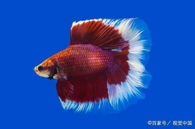 30種常見(jiàn)小型熱帶觀賞魚(yú)類(lèi)：30種常見(jiàn)小型熱帶觀賞魚(yú)類(lèi)：30種常見(jiàn)小型熱帶觀賞魚(yú) 30種常見(jiàn)小型熱帶觀賞魚(yú)類(lèi)：30種常見(jiàn)小型熱帶觀賞魚(yú)類(lèi)：30種常見(jiàn)小型熱帶觀賞魚(yú) 龍魚(yú)百科 第3張