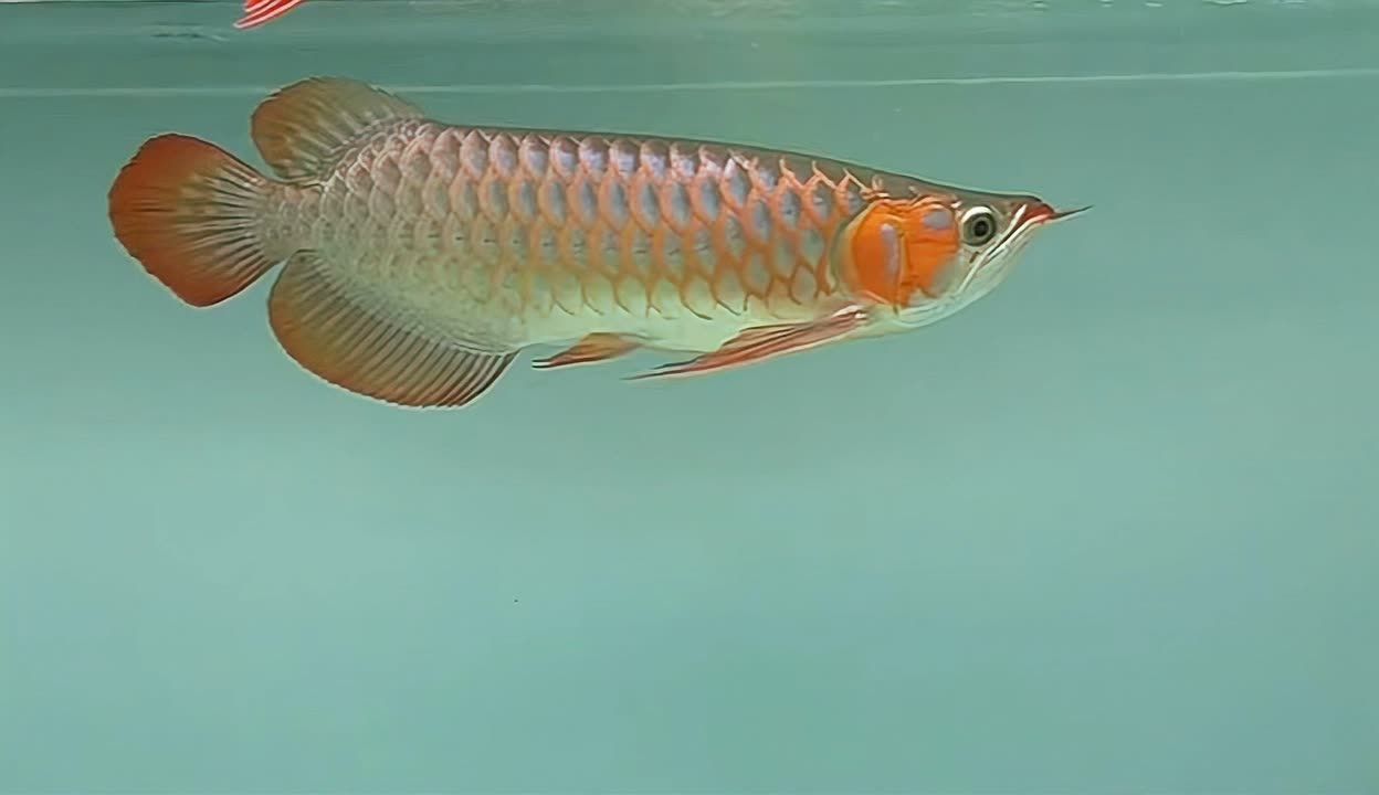 龍魚公母對照圖（龍魚公母對照圖，幫助養魚愛好者準確識別出龍魚的性別） 龍魚公母對照圖（龍魚公母對照圖，幫助養魚愛好者準確識別出龍魚的性別） 龍魚百科 第3張